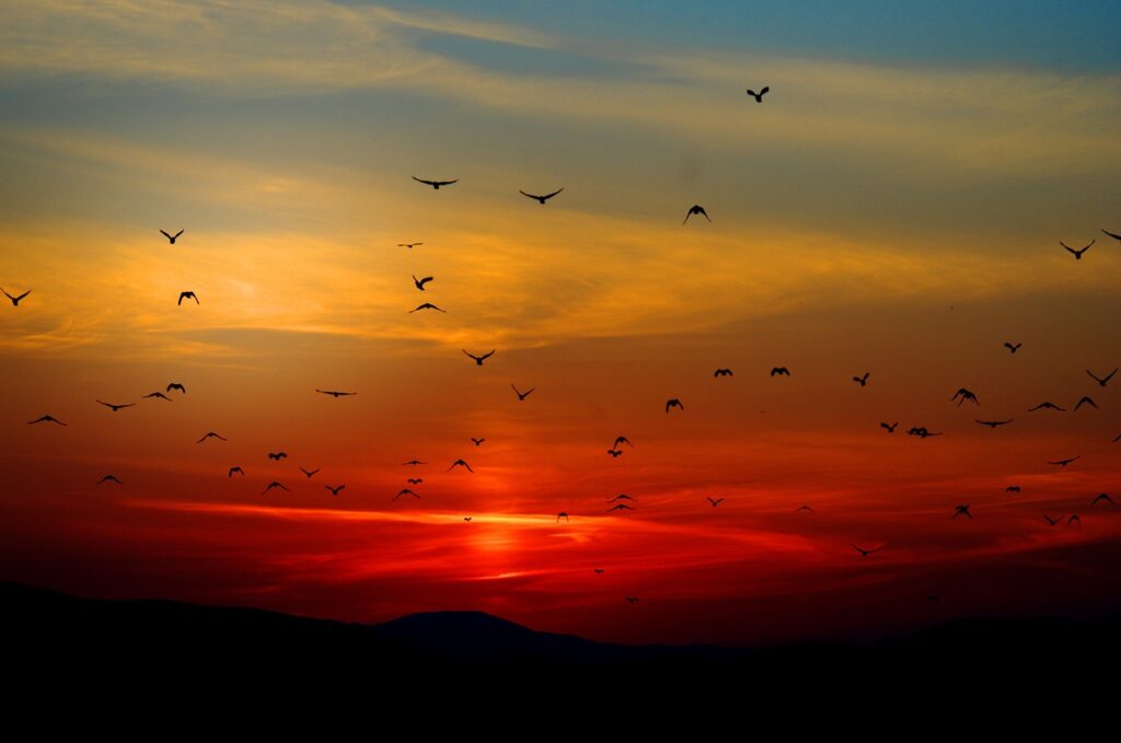 Farewell Messages For A Friend flock of birds sunset