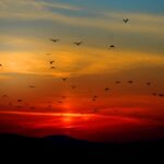 Farewell Messages For A Friend flock of birds sunset